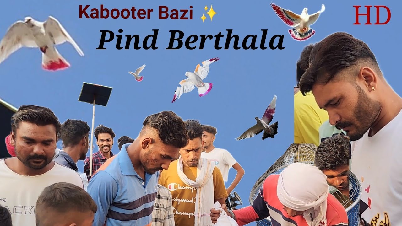 Pigeon Tournament//Kabootar Udan pratiyogita//Berthala ‍Haryana//Pigeon song video// Babumaan