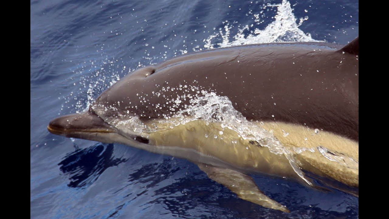 Hundreds of common dolphins | Futurismo | Azores