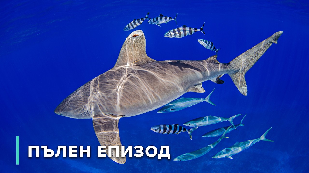 Акули, делфини и мистериите на сините дупки на Бахамите | Дивата морска шир 103