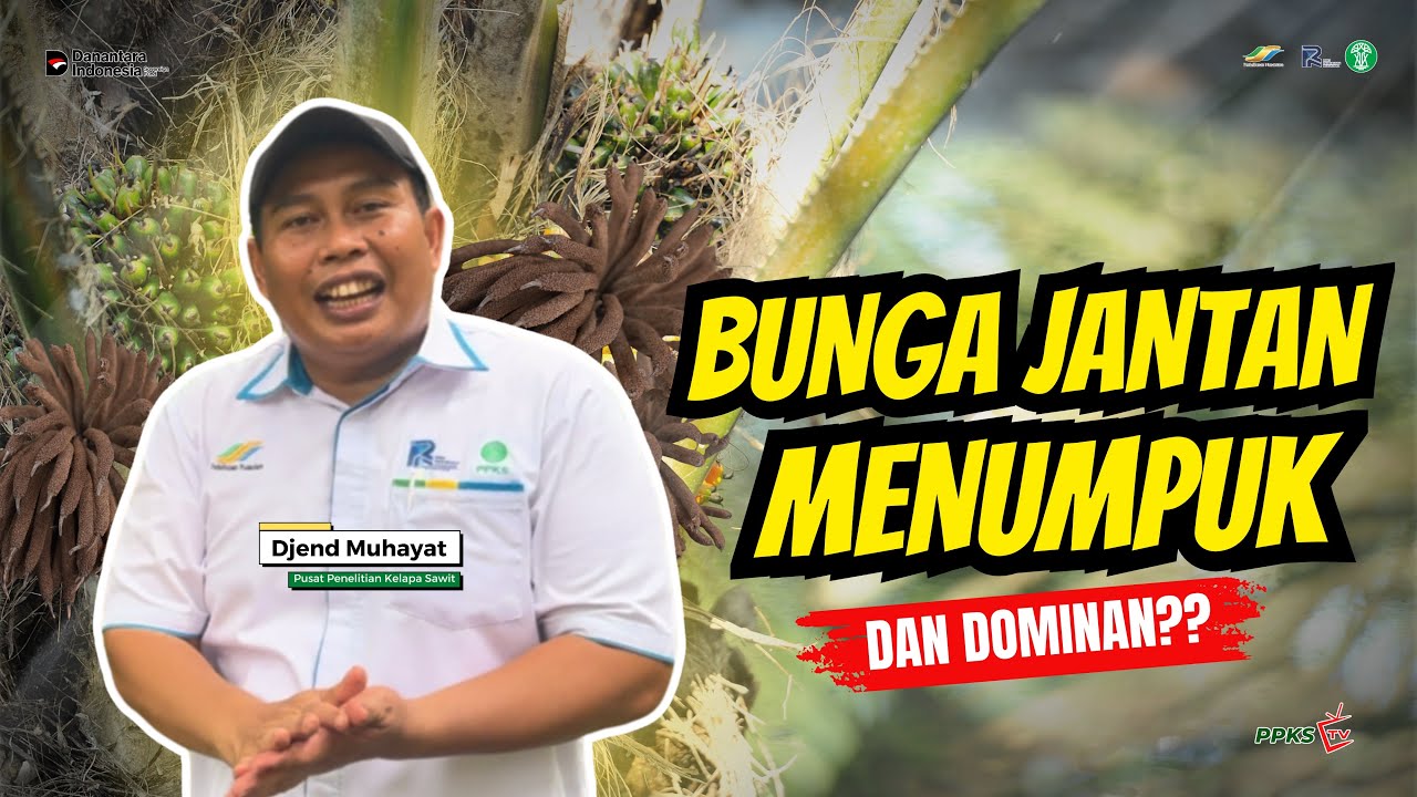 Bunga Jantan Menumpuk dan Dominan ?? Amankah??