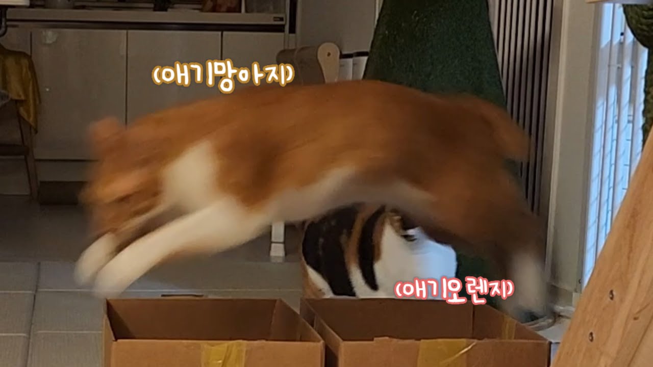 애기 망아지와 애기 오렌지