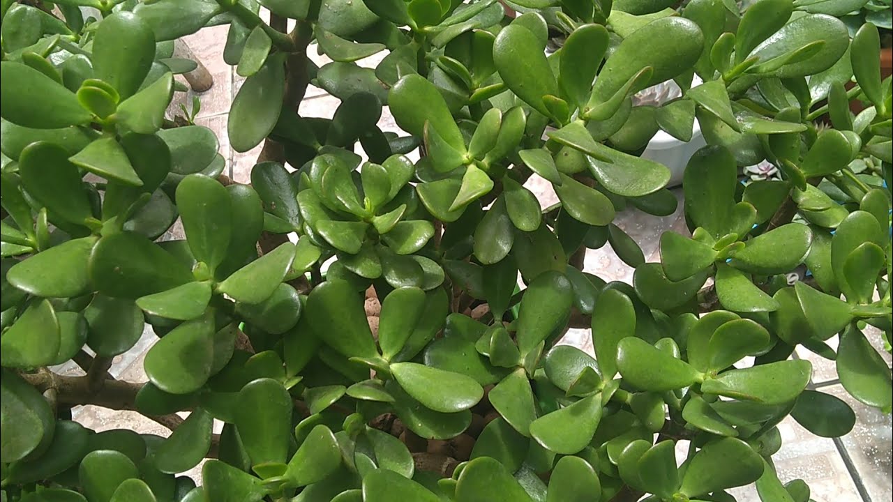 #Jade
crassula ovata (dicas e cuidado)
