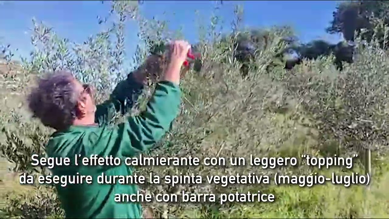OLIVO: 