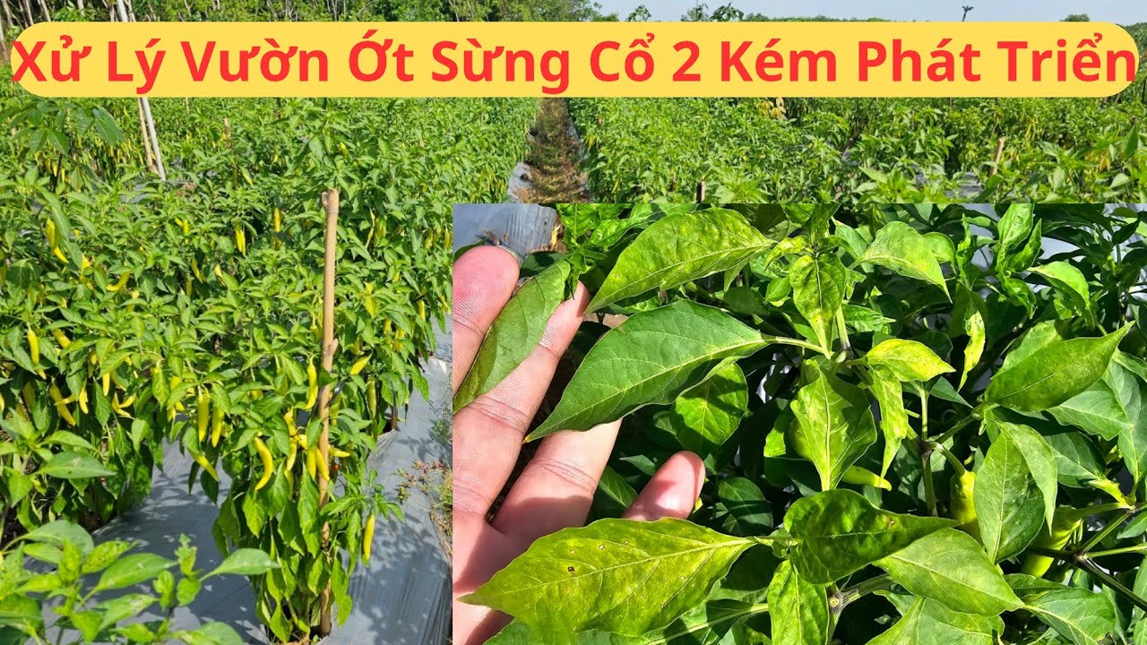 Phục Hồi Vườn Ớt Cổ 2 Kém Phát Triển, Vàng Lá, Năng Suất Thấp. Thuốc Trị Bọ Trĩ Trên Ớt