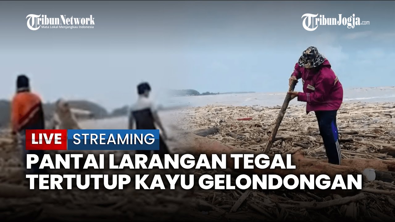 🔴 LAUTAN KAYU GELONDONGAN PENUHI PANTAI LARANGAN TEGAL USAI BANJIR BANDANG SLAMET
