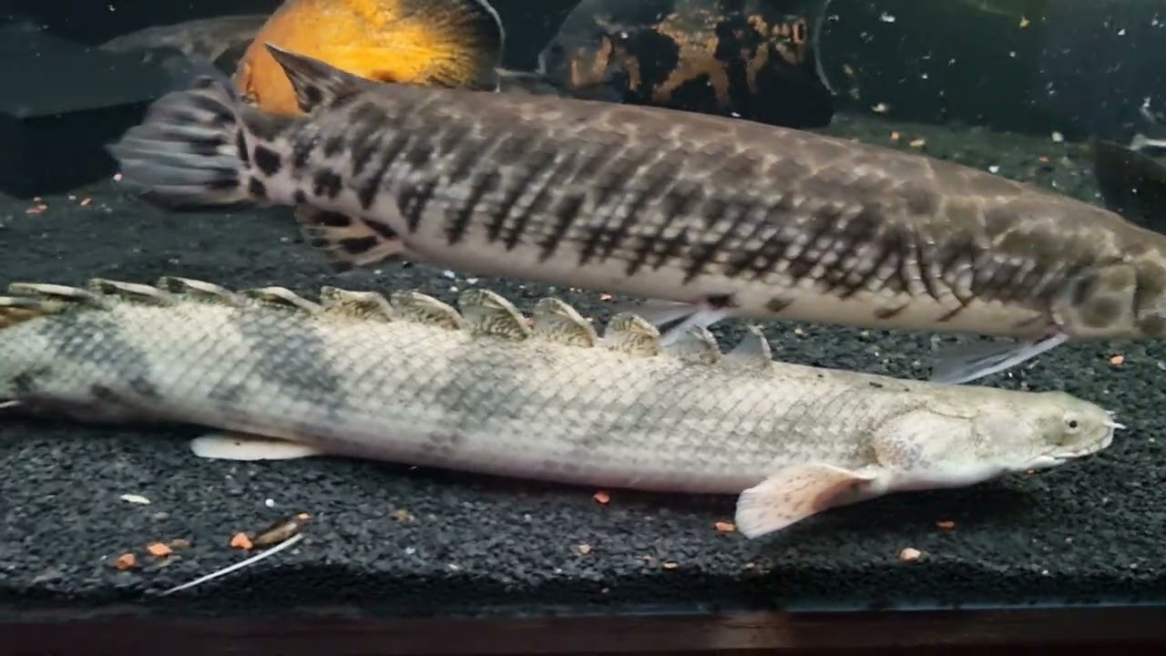 POLYPTERUS Meu novo peixinho 