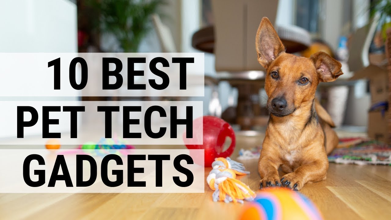 Pet Tech Gadgets: The Latest Innovations for Dogs and Cats
