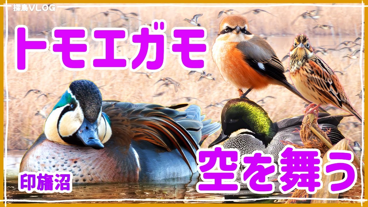 冬の印旛沼！鴨の大群に圧倒される光景《野鳥撮影vlog》｜トモエガモ、カシラダカ、モズ、ホオアカ、チュウヒ