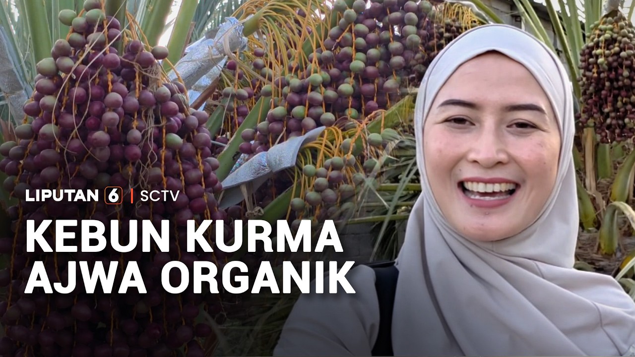 Dari Kebun hingga Konsumen, Mengintip Proses Budidaya Kurma Ajwa Organik | Liputan 6