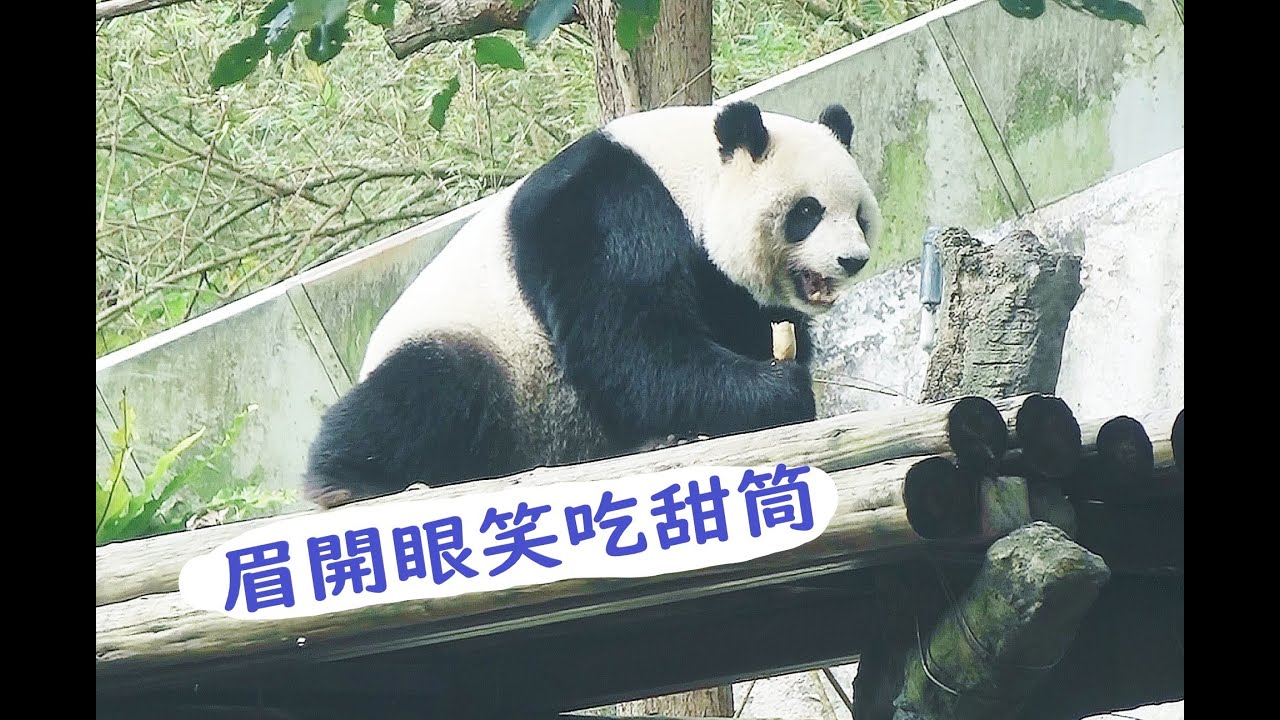 圓仔三樓眉開眼笑吃甜筒20260125
