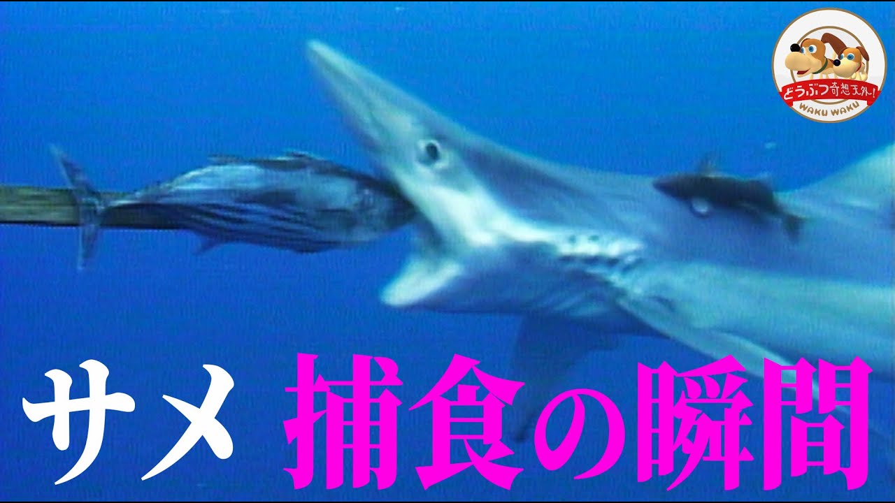 【美しく危険なサメの捕食】ブルーシャークはエサに食いつく直前に「目をつむる」【どうぶつ奇想天外／WAKUWAKU】