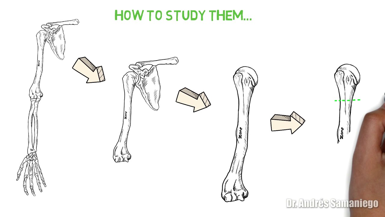 Anatom&iacute;a | Esqueleto Axial y Apendicular | Tipos de huesos | Estructura del Hueso