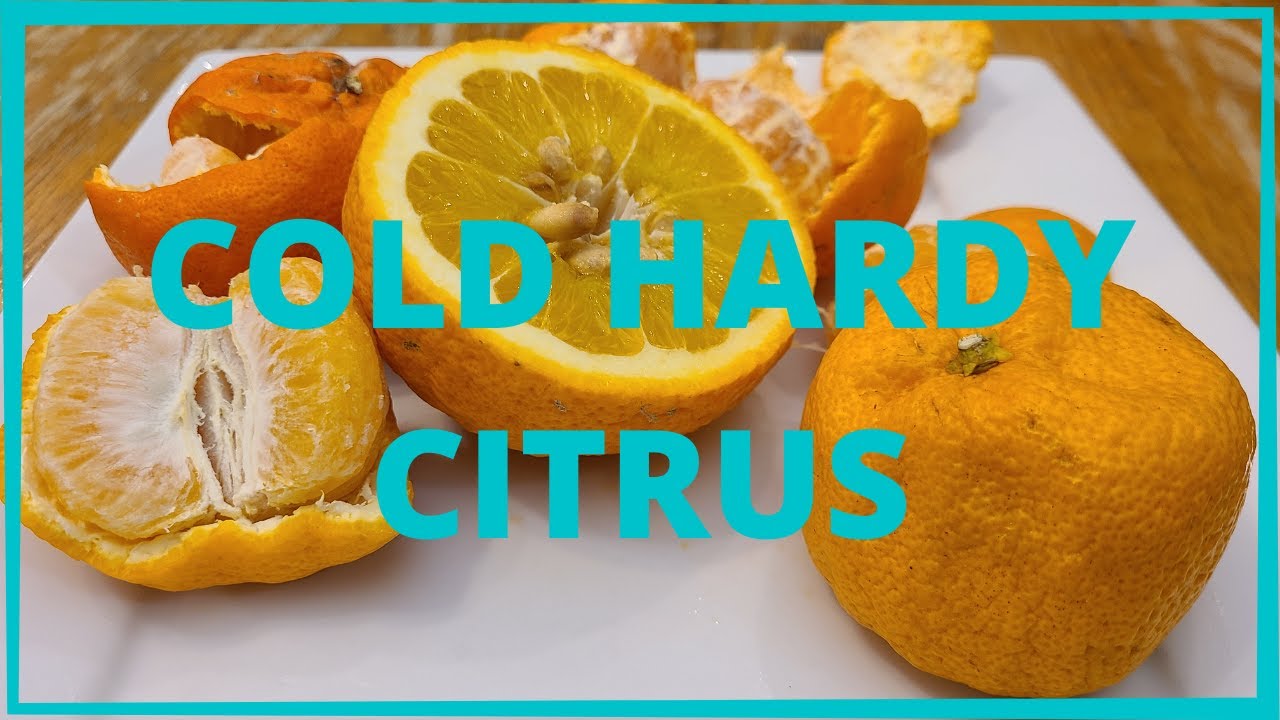 Hardy Citrus Nuclem, Citrumelo x Changsha, 3 Degree Changsha, Bumper, Clem yuz 2-2 tasting