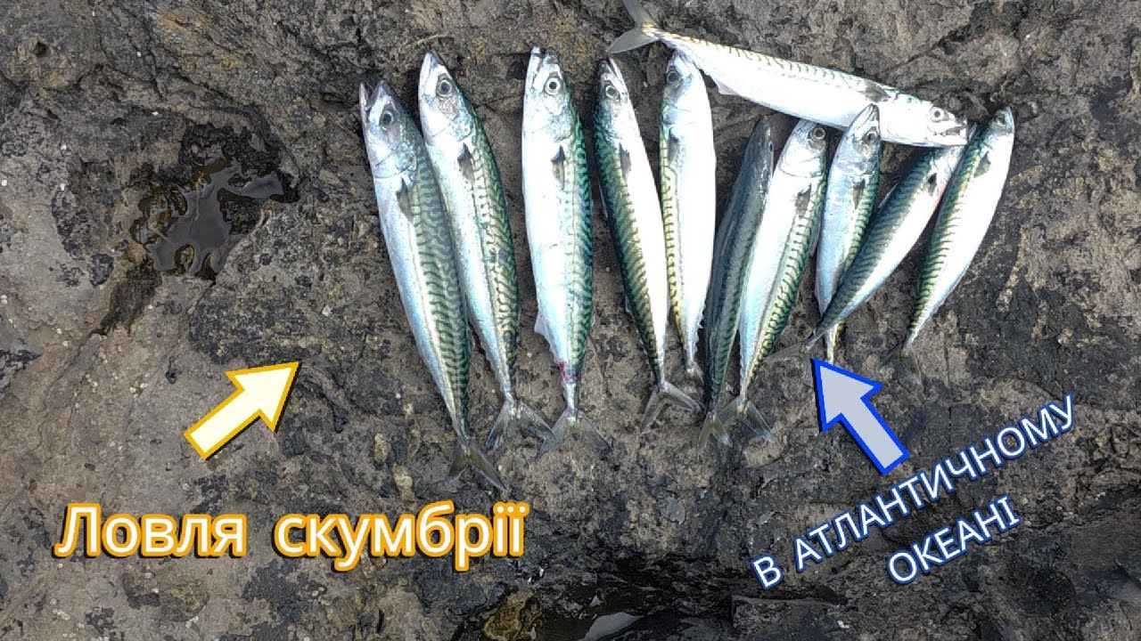 Рибалка в океані. І знову ловим скумбрію (макрель) в Атлантичному океані,  #рибалкавокеані #макрель 
