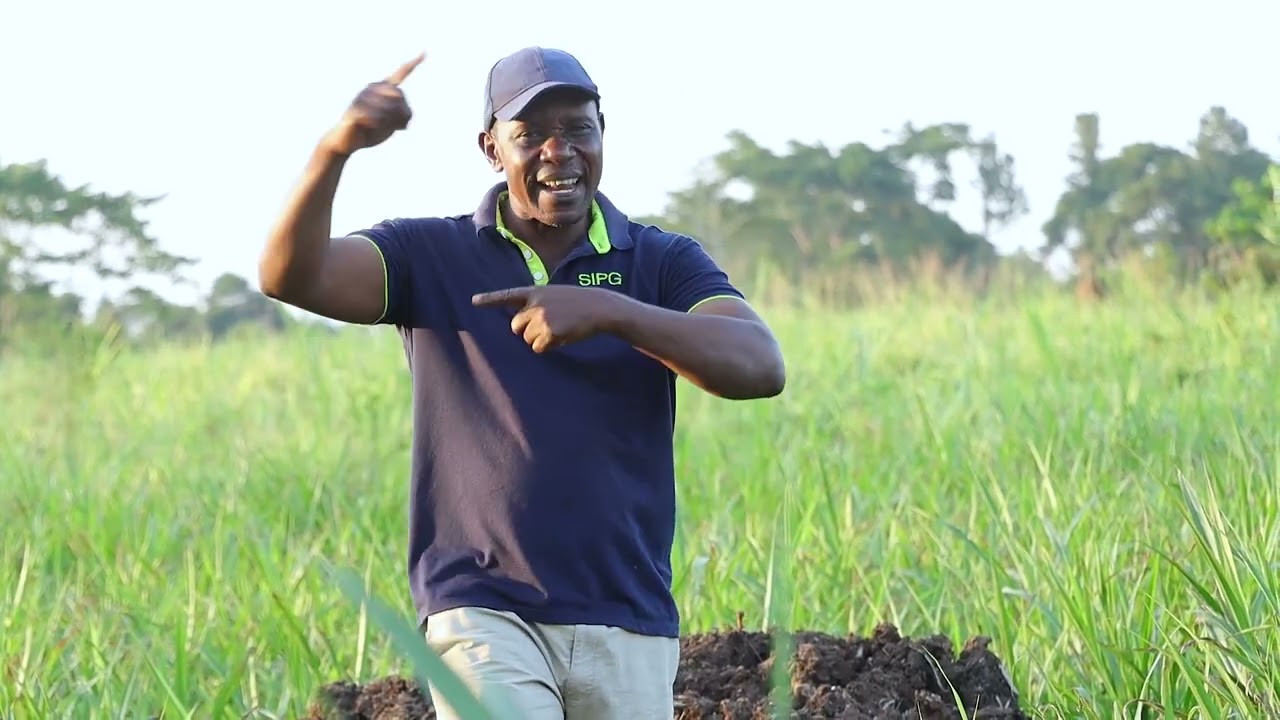 How to keep Napier grass productive. 