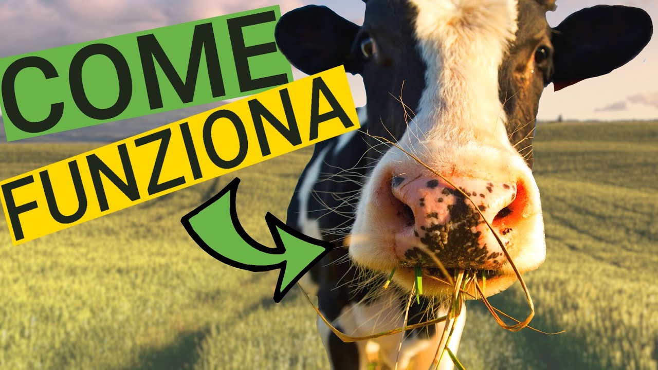 IL RUMINE - come digeriscono le VACCHE?