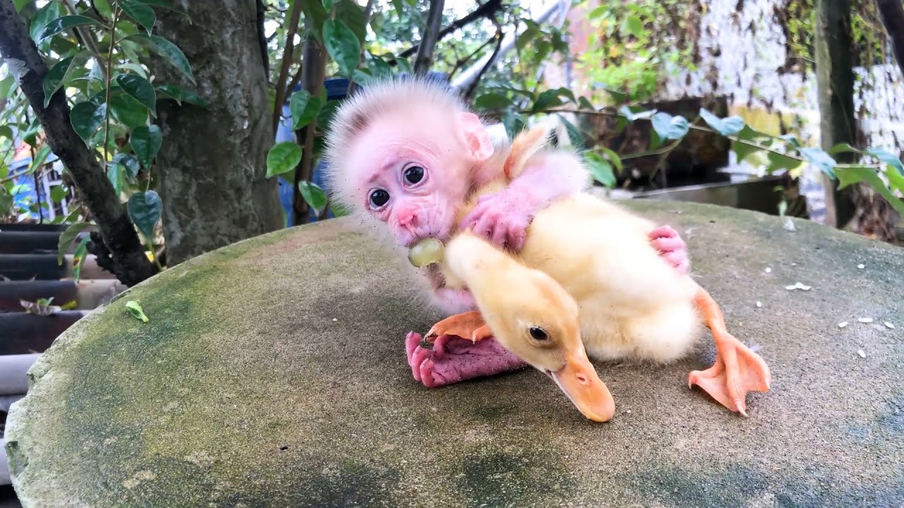Baby monkeys playing with ducks in the garden