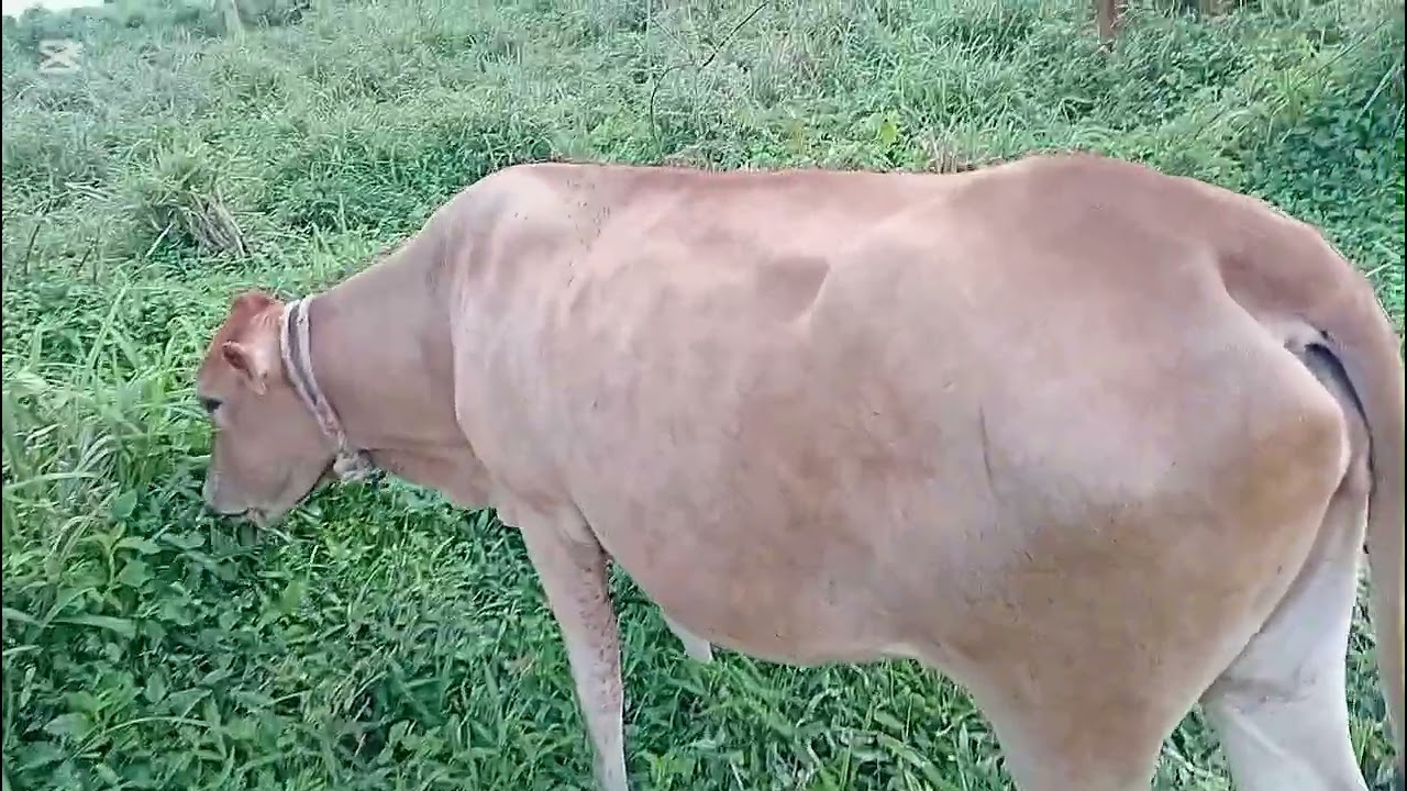 Shepherd dog Ezekiel watch over the cows while they drink water and graze a little 