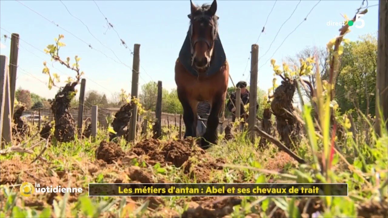 Les métiers d'antan : Abel et ses chevaux de trait