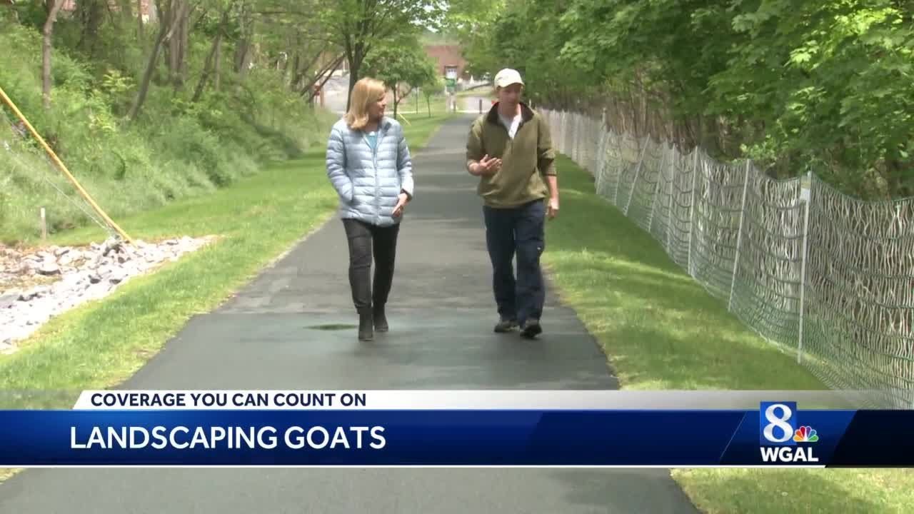 goat grazing rail trail