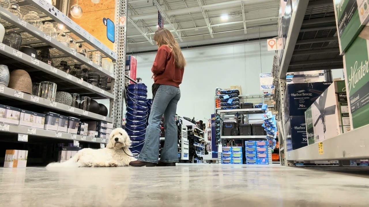 Best Dog Training Toledo, Ohio! 1 Year Old Golden Doodle, Charlie! 