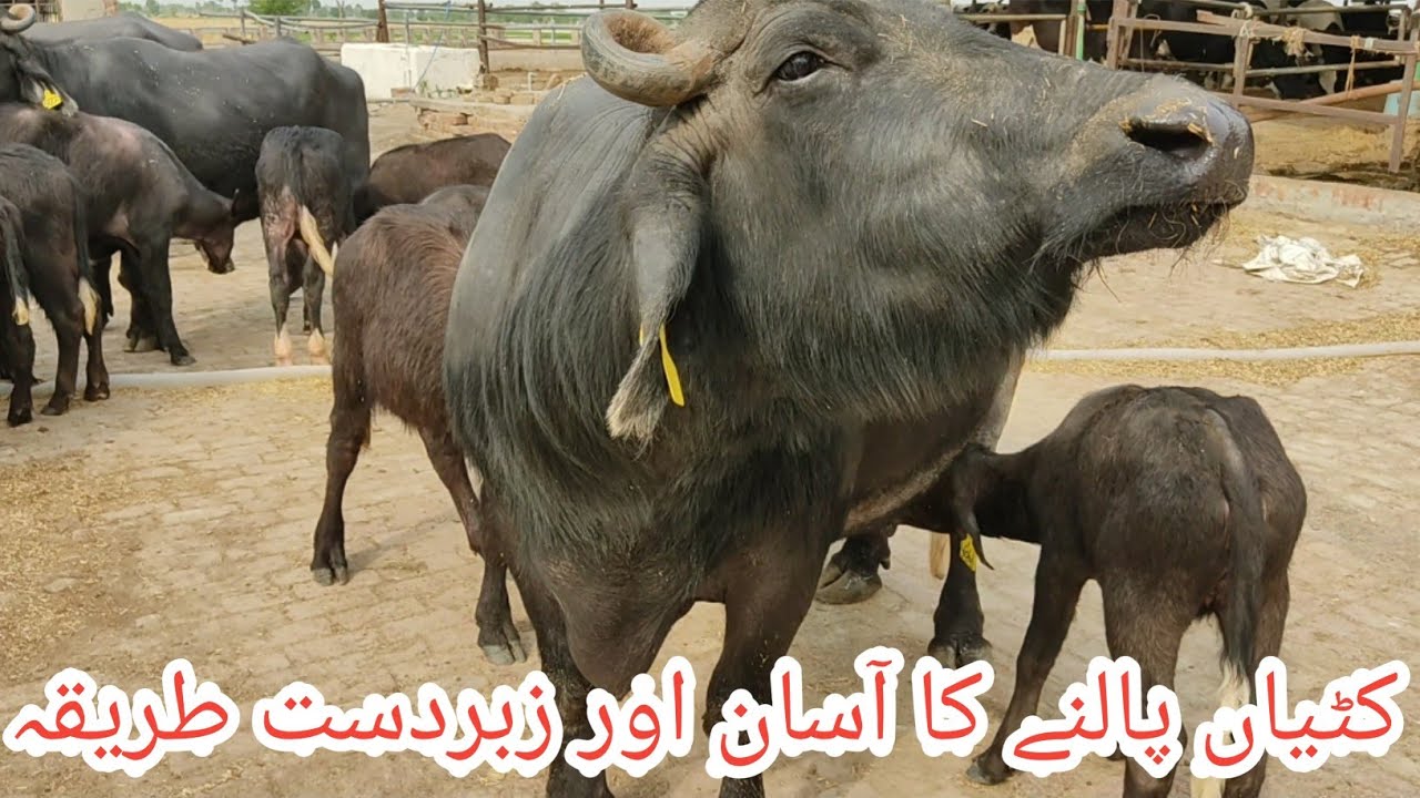 Easy way of buffalo calf rearing II Buffalo calves rearing at SB dairy farm II Dr. Muzzammil Hassan