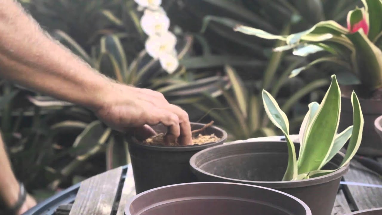 Elaboración de Sustrato y siembra de hijos de Bromelias