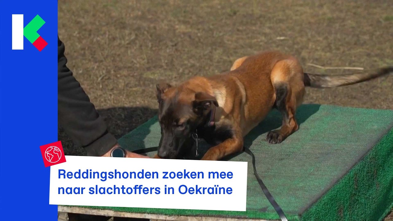 Reddingshonden zoeken mee naar slachtoffers in Oekraïne