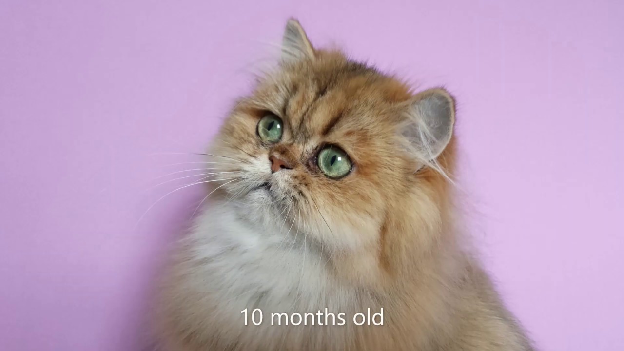 Persian Cat from Birth to 1 Year