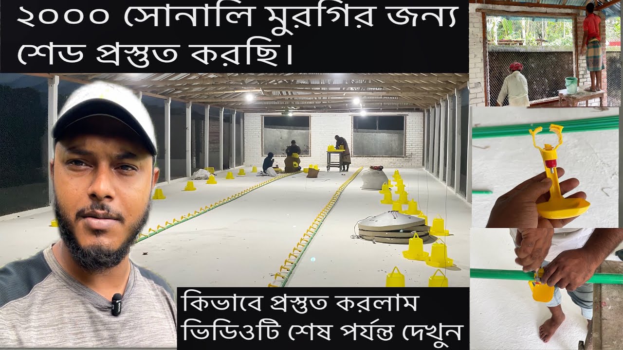 ২০০০ সোনালী মুরগির জন্য নতুন শেড প্রস্তুত করলাম  | শেড প্রস্তুতির সম্পূর্ণ প্রক্রিয়া দেখুন।