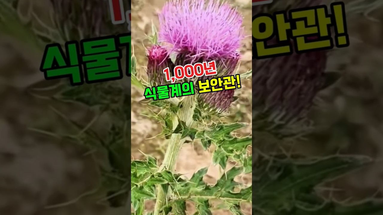 엉궝퀴 #대계 #약초 #약초효능 #한방식물 #간건강 #간해독 #지혈작용 #혈액건강 #실리마린