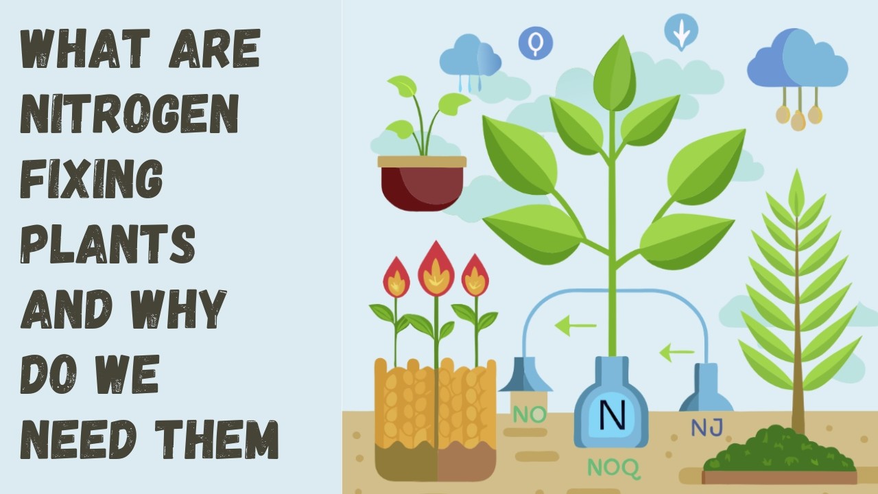 What are Nitrogen Fixers & Why We Need Them.