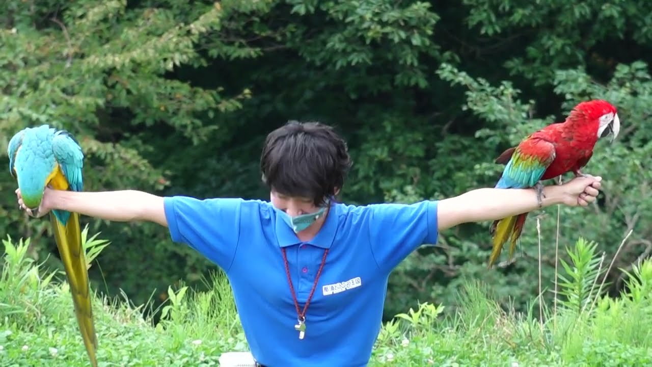 ②及川トレーナーのブロード ボクも見たかったんだヨ～～とダルマワシのセレンくん♪フリーフライト・バードパフォーマンスショー「BROAD」ビデオ版）那須どうぶつ王国にて2021年8月29日 00333