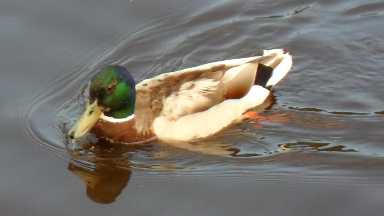 The Eclectic Duck - Full Album By Velocity Eleven