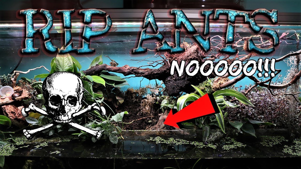 MY GREATEST ANT COLONY DIED | RIP FIRE NATION