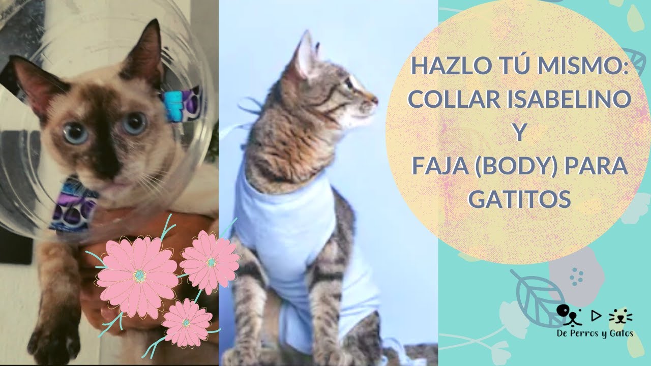 HAZLO TÚ MISMO: COLLAR ISABELINO Y FAJA (BODY) PARA GATITAS