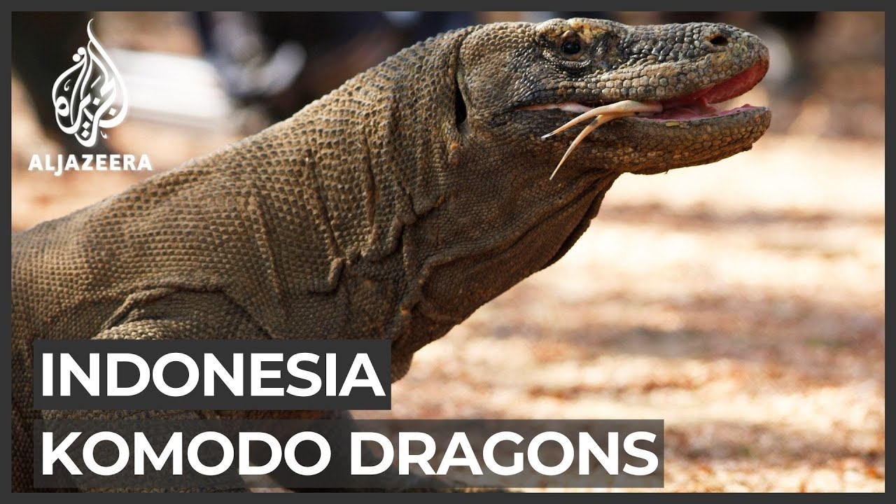 Indonesia's 'Jurassic Park' may threaten Komodo dragon habitat
