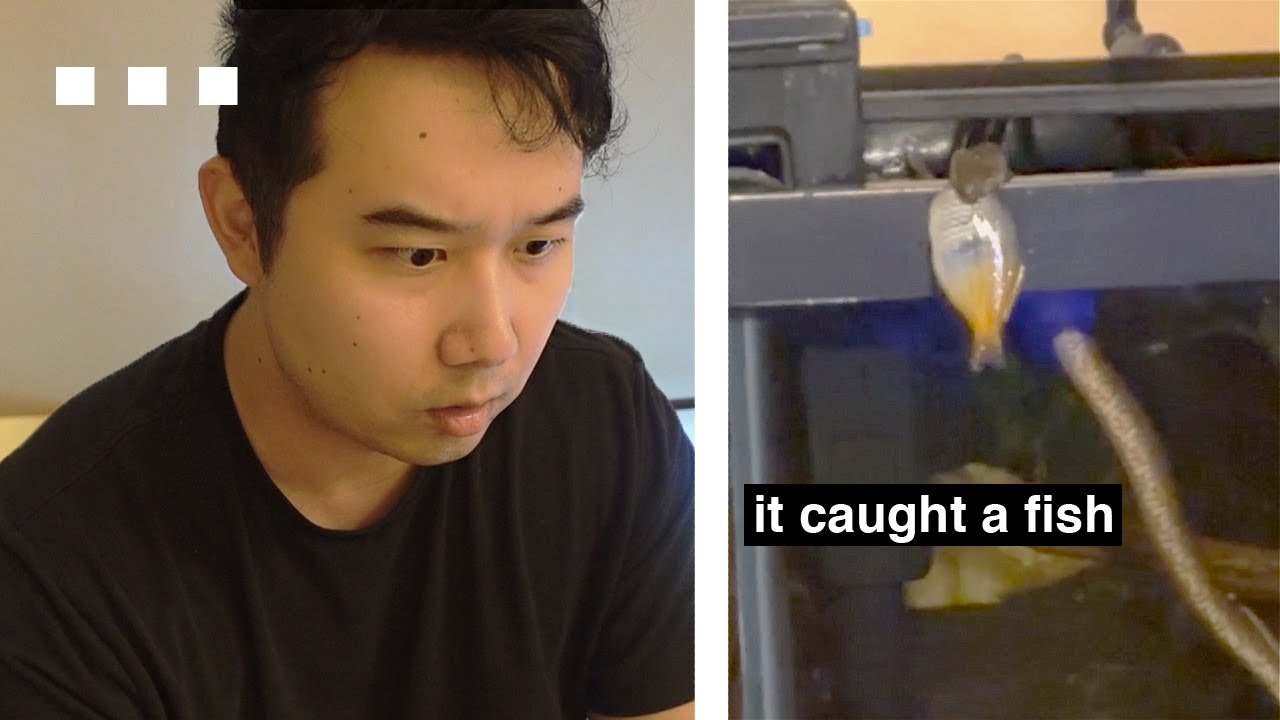 SNAKE in my Fish Tank (NOT A PET) | Fish Tank Review 272