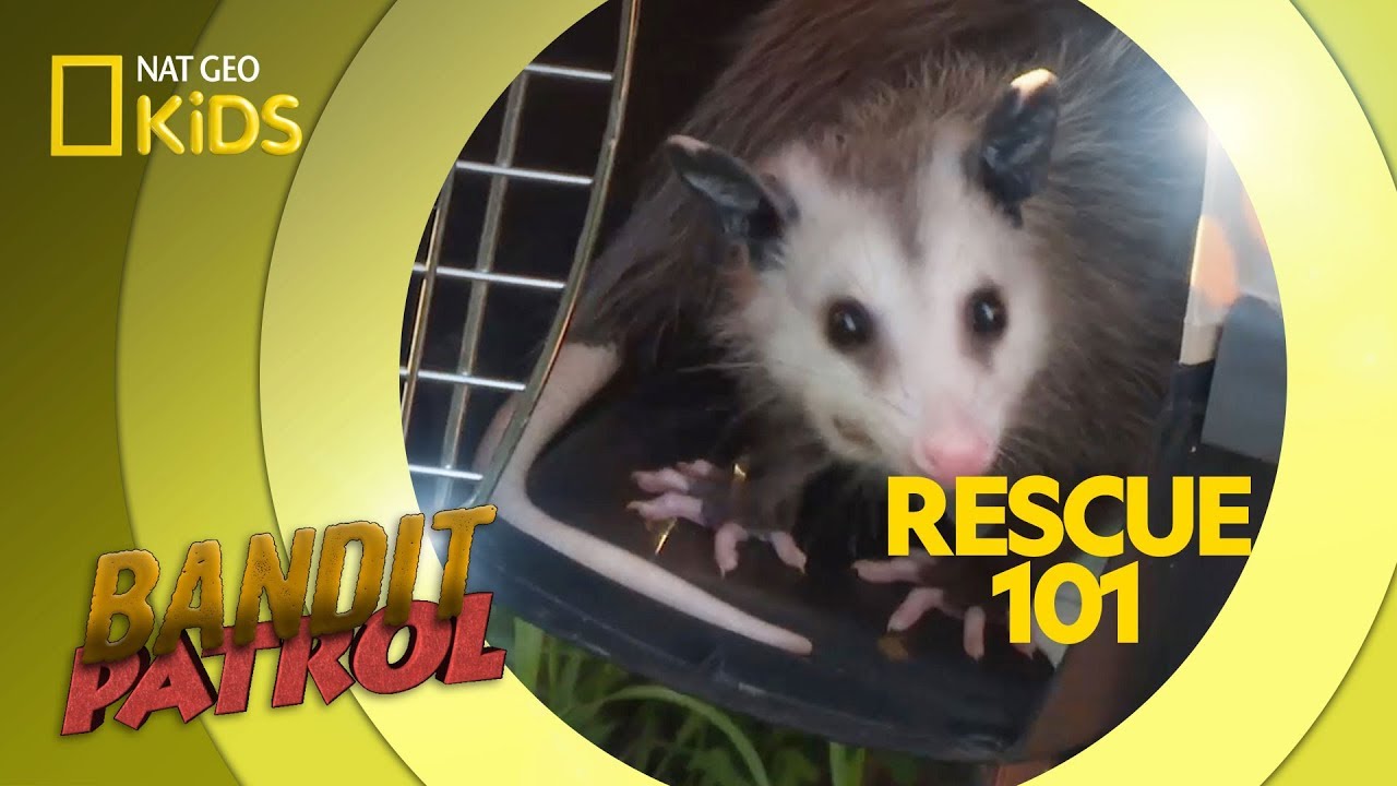 Rescue 101 | Bandit Patrol