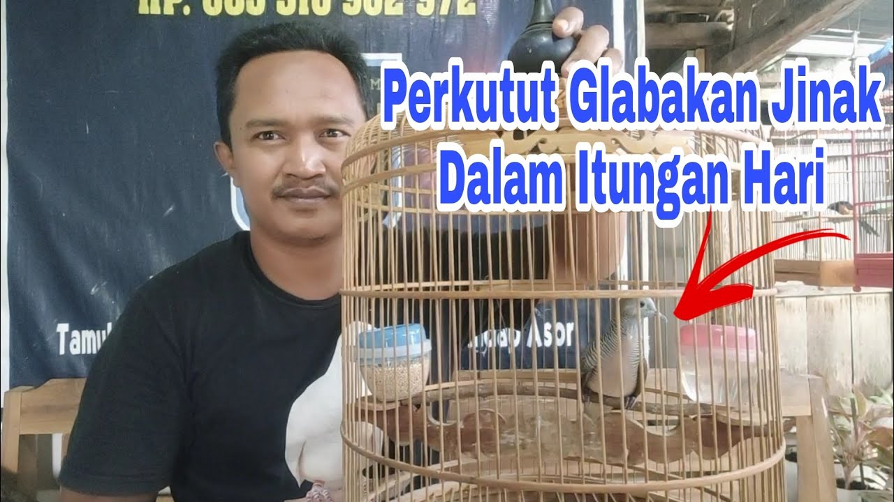 Cara Menjinakkan Perkutut Cepat Dan Mudah