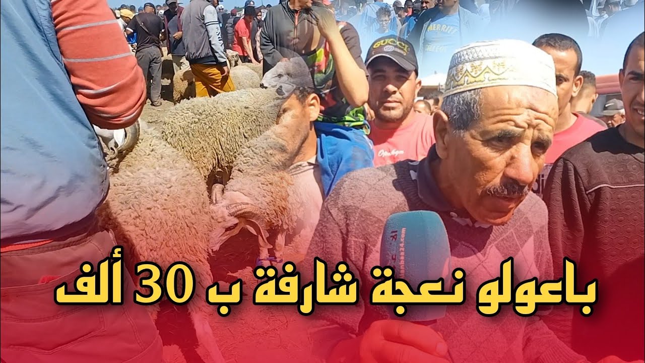 أثمنة الأغنام من سوق الأربعاء سيدي سليمان شاهد بالفيديو...