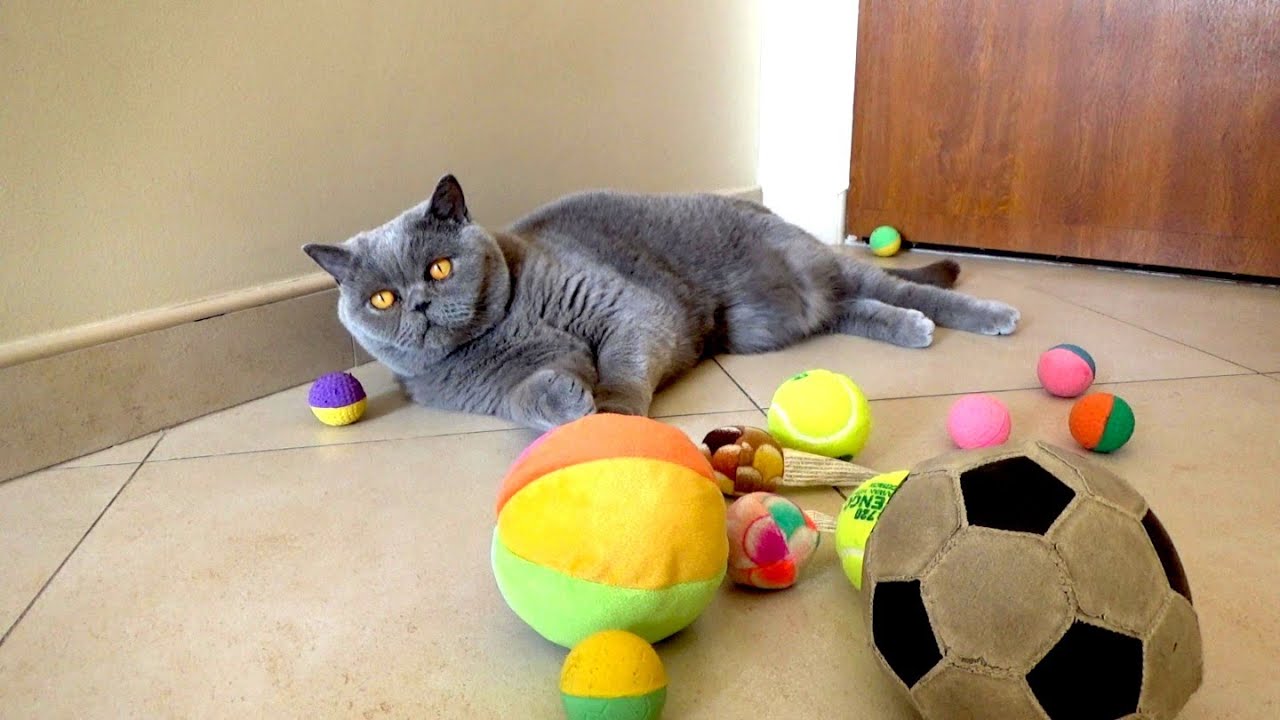 Kot Brytyjski British Shorthair Cat Fikus - cały dzień siedzimy w domu! Koronawirus nam niestraszny!