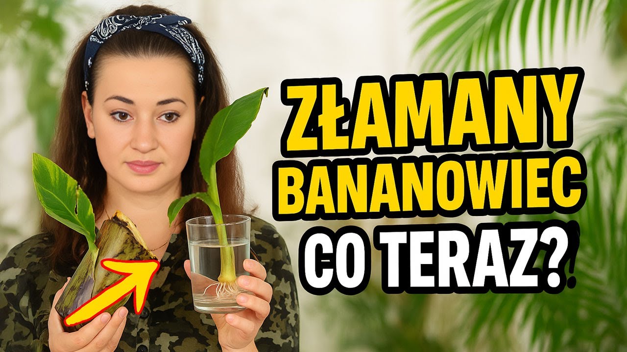 Złamany bananowiec, co robić? Ukorzenianie bananowca w wodzie.   Egzotycznie