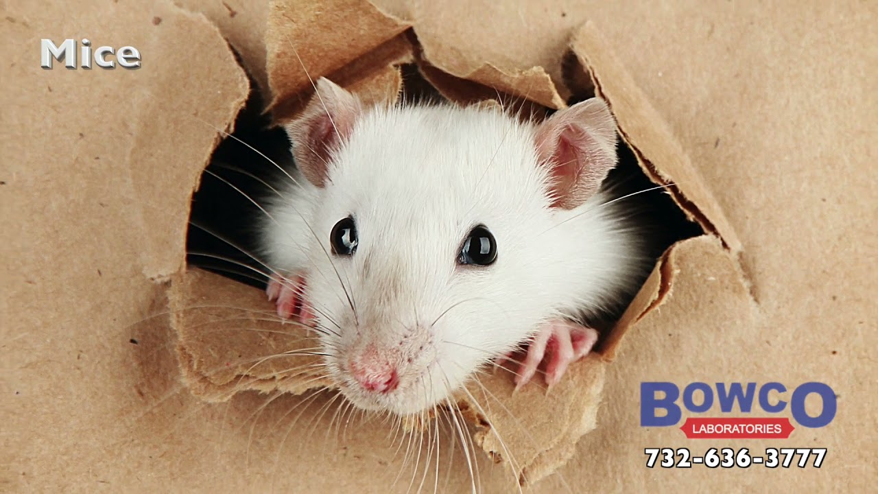 Bed Bug Pest Control Somerville, NJ Exterminators