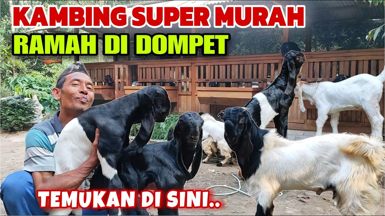 KAMBING MURAH HARGA SANGAT TERJANGKAU‼️BURUAN BELI SEBELUM HABIS