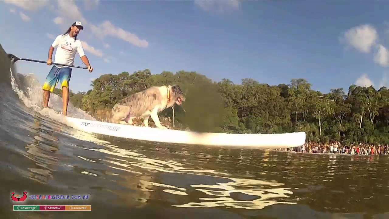 Surfing Dog Spectacular Noosa, Australia