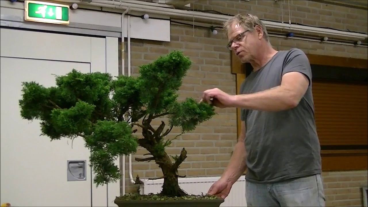 Bonsai demonstratie door Ron de Roo op een Chimpaku jeneverbes