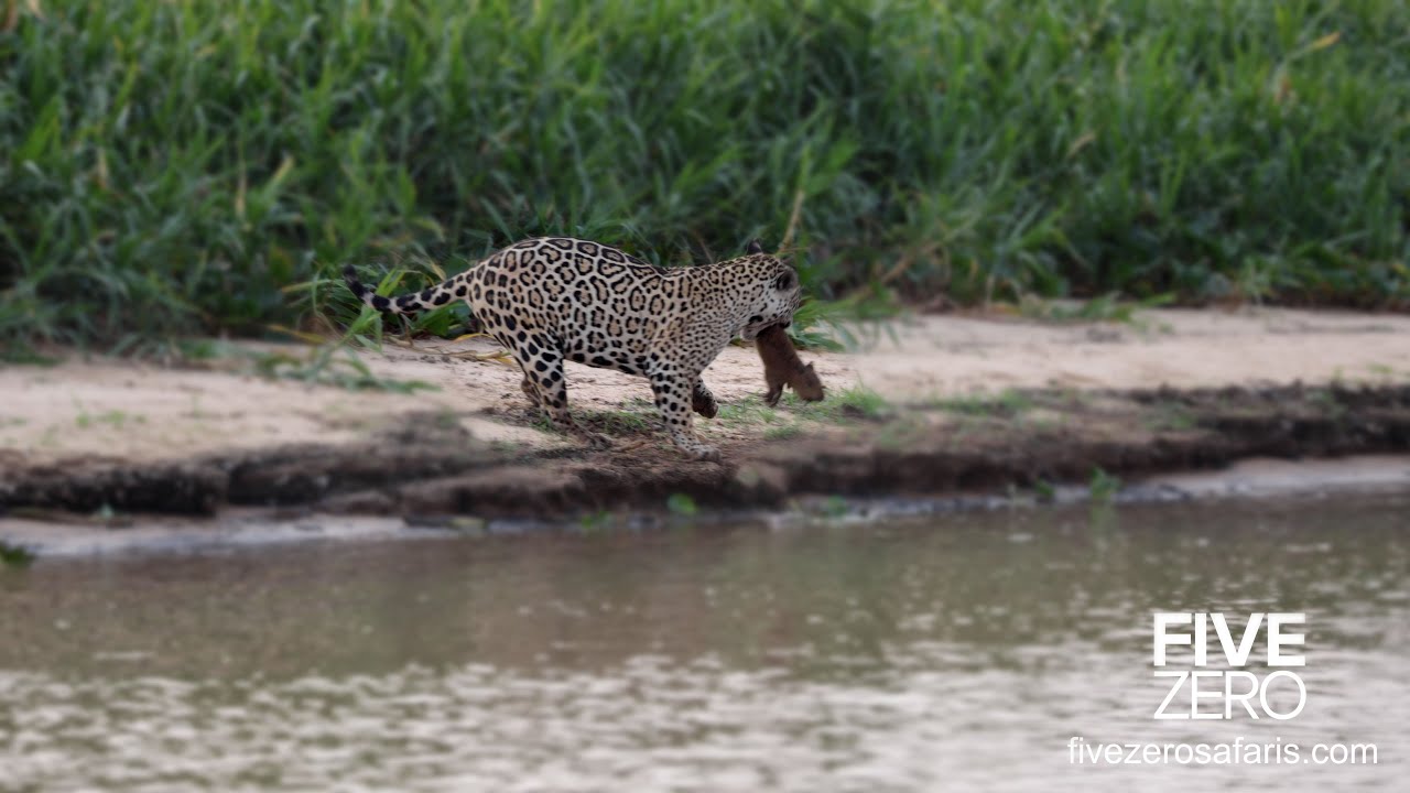 Jaguar Catches Baby Capybara