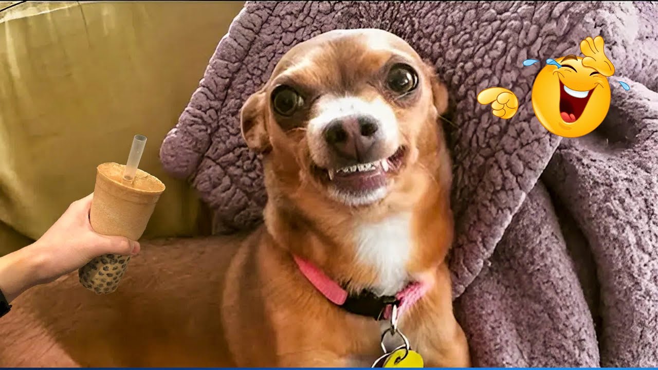 The Funniest Animal Videos of 2025 😁 😁Funny Dogs and Cats Make You Unable To Stop Laughing😻🐶