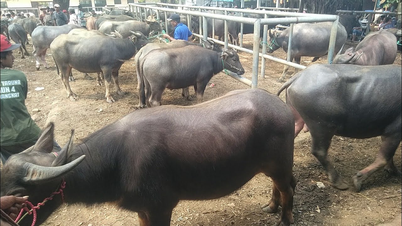 UPDATE HARGA KERBAU QURBAN JANTAN SUPER 2024